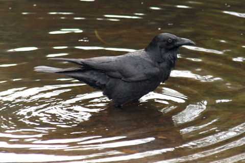 Little Raven (Corvus mellori)